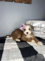 Molly, a female Chipoo for sale in Indianapolis, IN – Photo 3 of 3