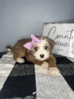 Molly, a female Chipoo for sale in Indianapolis, IN – Photo 2 of 3