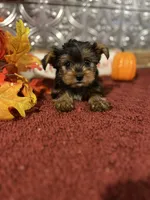 Tucker, a male Yorkshire Terrier for sale in Indianapolis, IN – 4 of 5