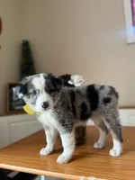 Maverick -(BLUE MERLE), a male Australian Shepherd for sale in Indianapolis, IN – 2 of 4