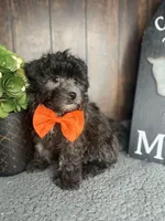 Tyson, a male Shihpoo for sale in Indianapolis, IN – Photo 5 of 7