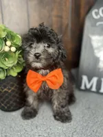 Tyson, a male Shihpoo for sale in Indianapolis, IN – Photo 2 of 7