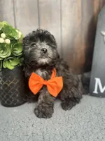 Tyson, a male Shihpoo for sale in Indianapolis, IN – Photo 4 of 7