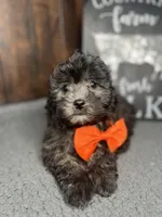 Tyson, a male Shihpoo for sale in Indianapolis, IN – Photo 1 of 7