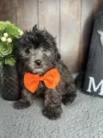 Tyson, a male Shihpoo for sale in Indianapolis, IN – Photo 3 of 7