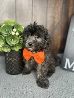 Tyson, a male Shihpoo for sale in Indianapolis, IN – Photo 6 of 7