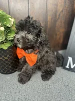 Tyson, a male Shihpoo for sale in Indianapolis, IN – Photo 7 of 7