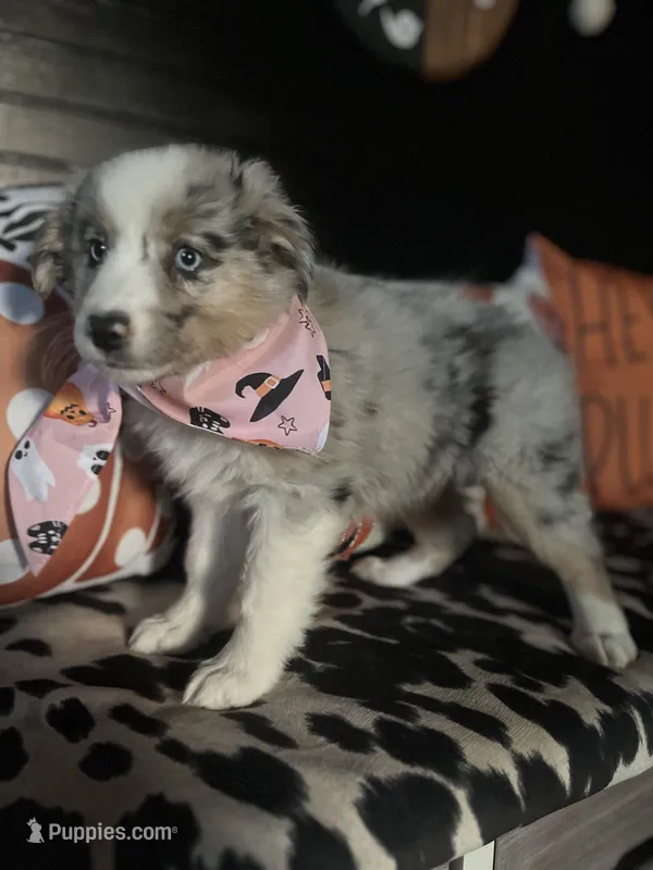 Sadie (Blue Merle) – Australian Shepherd puppy for sale in Indianapolis, IN