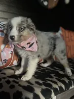 Sadie (Blue Merle), a female Australian Shepherd for sale in Indianapolis, IN – 1 of 7