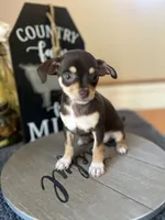 Sasha, a female Chihuahua for sale in Indianapolis, IN – 2 of 4