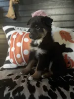 Chloe, a female Australian Shepherd for sale in Indianapolis, IN – 4 of 7