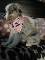 Sadie (Blue Merle), a female Australian Shepherd for sale in Indianapolis, IN – 3 of 7