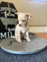 Lucy , a female Chihuahua for sale in Indianapolis, IN – 4 of 5