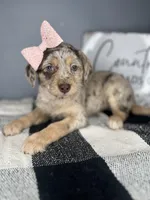 Bella, a female Chipoo for sale in Indianapolis, IN – Photo 4 of 4