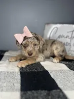 Bella, a female Chipoo for sale in Indianapolis, IN – Photo 2 of 4