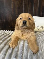 Charlie, a male Golden Retriever for sale in Indianapolis, IN – Photo 2 of 3