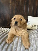 Charlie, a male Golden Retriever for sale in Indianapolis, IN – Photo 1 of 3