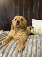 Charlie, a male Golden Retriever for sale in Indianapolis, IN – 4 of 4
