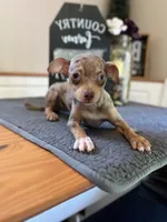 Bella (Merle), a female Chihuahua for sale in Indianapolis, IN – 2 of 3