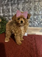 Molly, a female Pomapoo for sale in Indianapolis, IN – 5 of 5