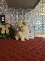 Tyson, a male Pomapoo for sale in Indianapolis, IN – 3 of 6