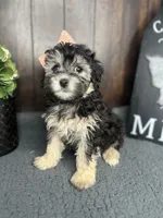 Riley, a female Yorkipoo for sale in Indianapolis, IN – 2 of 3