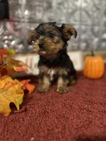 Tucker, a male Yorkshire Terrier for sale in Indianapolis, IN – 3 of 5