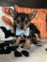 Cooper, a male Chipoo for sale in Indianapolis, IN – 1 of 4