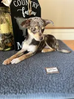 Sophie (Merle), a female Chihuahua for sale in Indianapolis, IN – 3 of 4