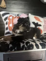 Chloe, a female Australian Shepherd for sale in Indianapolis, IN – 5 of 7
