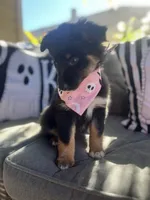 Chloe, a female Australian Shepherd for sale in Indianapolis, IN – 5 of 7