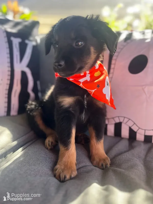 Bow – Australian Shepherd puppy for sale in Indianapolis, IN