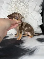 Bella-Teacup, a female Chihuahua for sale in Indianapolis, IN – 2 of 4