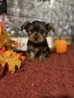 Tucker, a male Yorkshire Terrier for sale in Indianapolis, IN – 2 of 5