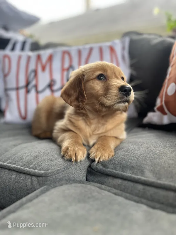 Chloe – Golden Retriever puppy for sale in Indianapolis, IN
