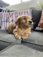 Chloe, a female Golden Retriever for sale in Indianapolis, IN – 1 of 4