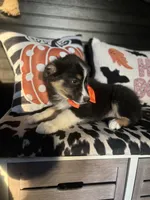 Bruno, a male Australian Shepherd for sale in Indianapolis, IN – 3 of 4