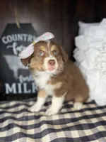 Stormy, a female Australian Shepherd for sale in Indianapolis, IN – 3 of 4