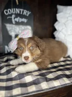 Stormy, a female Australian Shepherd for sale in Indianapolis, IN – 4 of 4