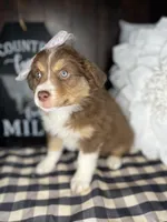 Stormy, a female Australian Shepherd for sale in Indianapolis, IN – 1 of 4