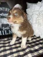 Stormy, a female Australian Shepherd for sale in Indianapolis, IN – 2 of 4