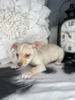 Finn, a male Chihuahua for sale in Indianapolis, IN – 3 of 3
