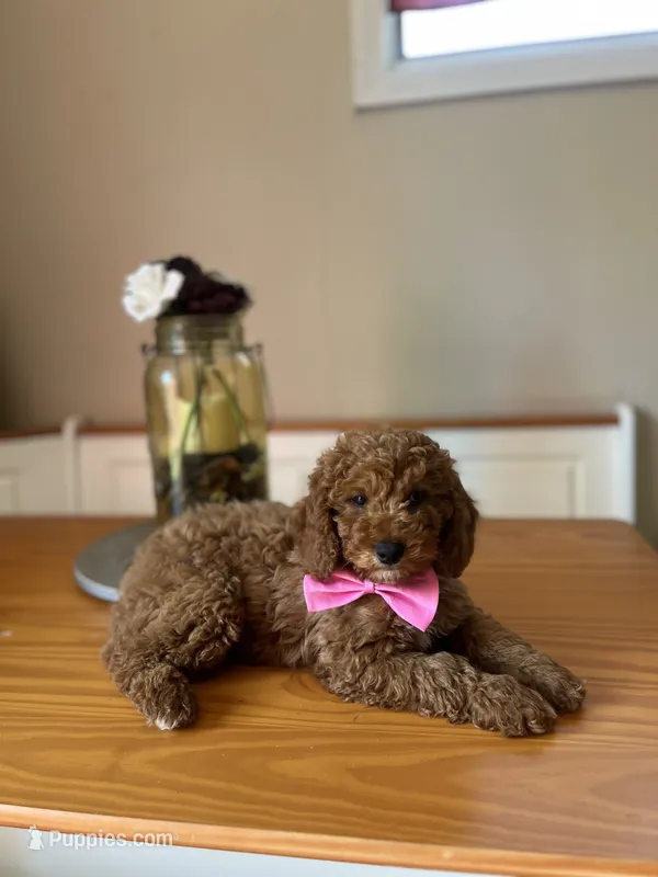Charlie – Poodle - Miniature  puppy for sale in Indianapolis, IN