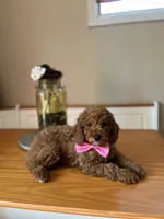 Charlie, a male Poodle - Miniature  for sale in Indianapolis, IN – 2 of 7
