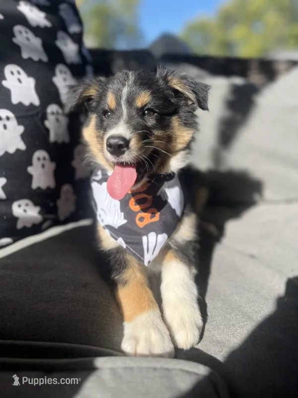 Titan – Australian Shepherd puppy for sale in Indianapolis, IN