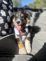 Titan, a male Australian Shepherd for sale in Indianapolis, IN – 1 of 6