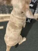 Bailey-((Merle)), a male French Bulldog for sale in Indianapolis, IN – 2 of 5