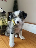 Maverick -(BLUE MERLE), a male Australian Shepherd for sale in Indianapolis, IN – 3 of 4