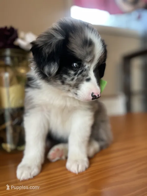 Rucker-(BLUE-MERLE) – Australian Shepherd puppy for sale in Indianapolis, IN