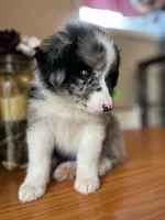 Rucker-(BLUE-MERLE), a male Australian Shepherd for sale in Indianapolis, IN – 1 of 7